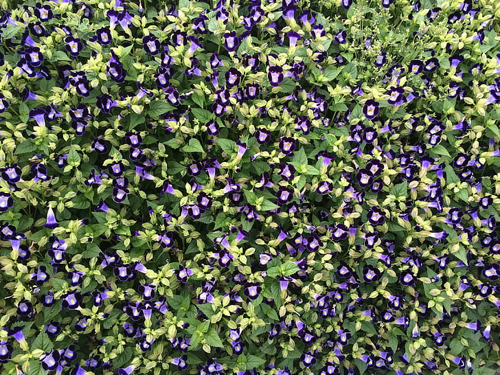 fleurs, bleu-violet, Floret, bleu, Parc d’Otsu, Yokosuka, Japon