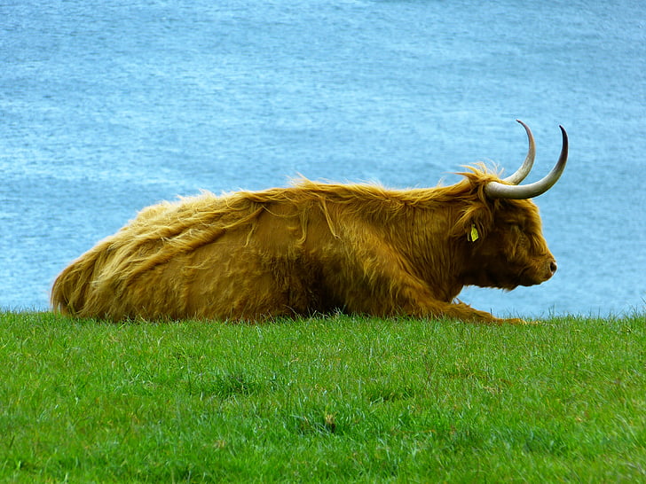 Highland sapi, Ternak dataran tinggi, kyloe, hochlandrind Skotlandia, hewan, daging sapi