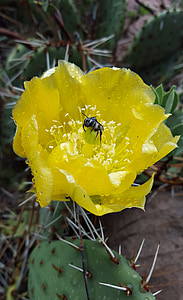 cactus flower, bug, flower, insect, cactus, green, plant