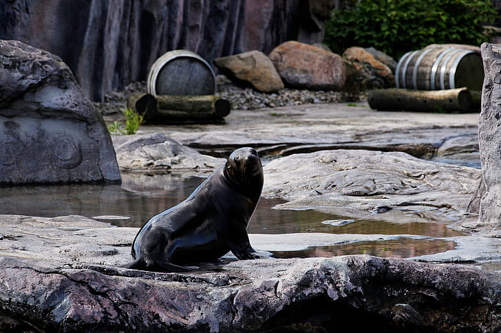 sea lion, animal, rock, enclosure, zoo