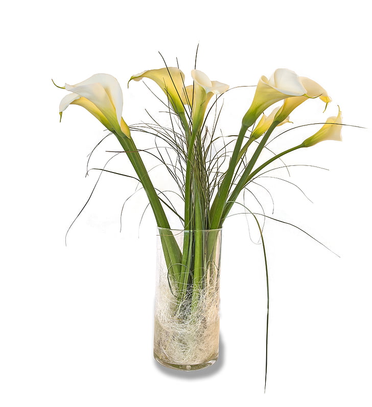 Callas, fleurs, cluster, vase, blanc, bouquet, plante