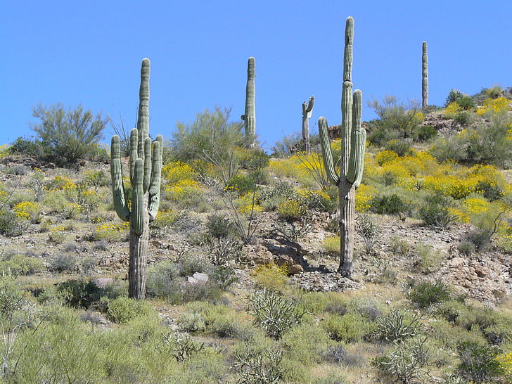 Arizona, désert, Cactus, Saguaro, stérile, nature, cactus Saguaro