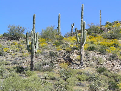 Arizona, woestijn, Cactus, Saguaro, onvruchtbaar, natuur, Saguaro cactus