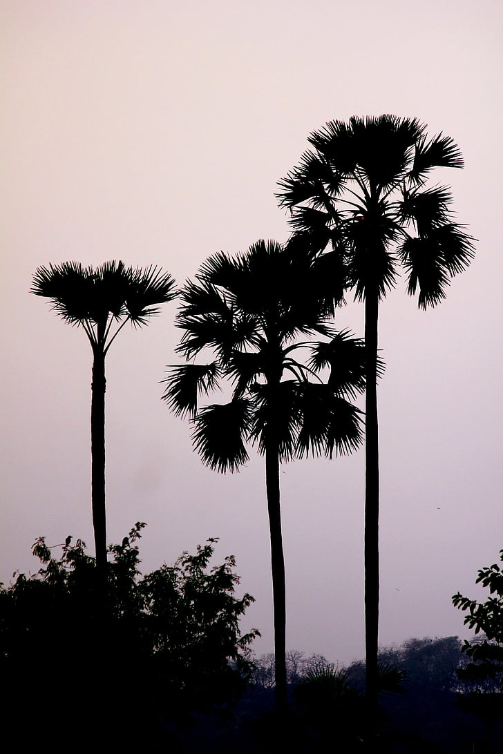 Palm, arbres, Palmyre, Tall, fan-leaved, silhoutte, Tropical