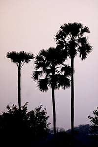 Palm, träd, Palmyra, höga, fläkt blad-, veteolja, Tropical