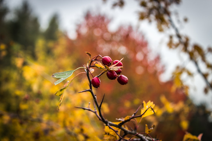 hedelmät, Marja, punainen, keltainen, syksyllä, puu, haara