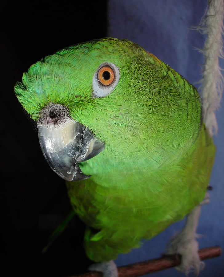 papagáj, Amazone, amazone sárga nyak, madár, zöld, toll, Tollazata