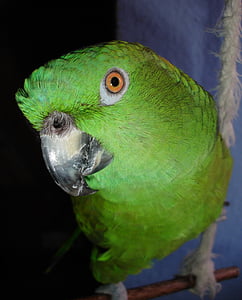 papuga, Amazone, amazone szyję żółta, ptak, zielony, pióro, upierzenie