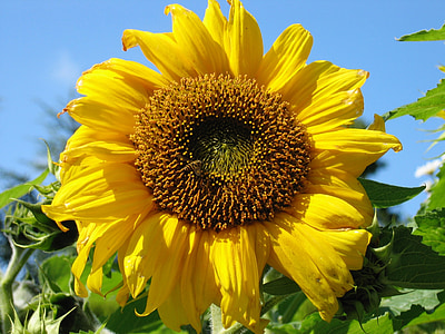 sunflower, nature, summer, yellow, garden, colorful, fresh