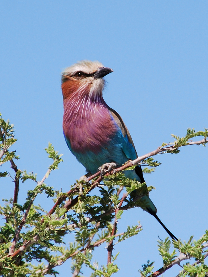 bird, forked roller, nationaltier, botswana, animal, purple, turquoise