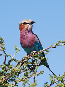 paukštis, išsišakojęs ritinio, nationaltier, Botsvana, gyvūnų, violetinė, turkio sp.