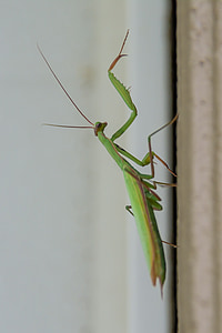 insecte, Mantis, verde, bug-ul, picioare, prădător, Praying mantis