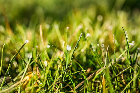 eistropfen, giọt sương đông lạnh, nhỏ giọt, Dewdrop, ẩm ướt, lưỡi của cỏ, Meadow