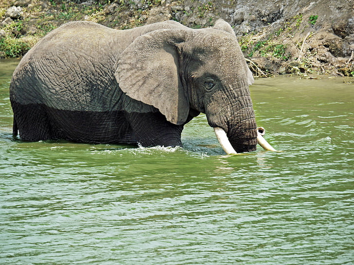éléphant, nager, jouer, l’Ouganda, rafraîchissement, après midi, joie