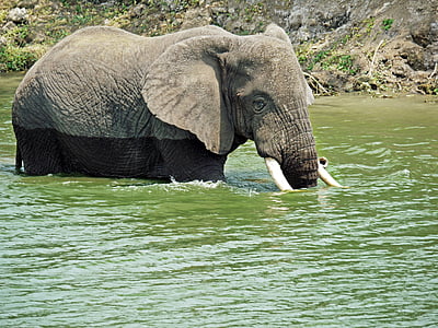 Gajah, berenang, Bermain, Uganda, penyegaran, sore, sukacita