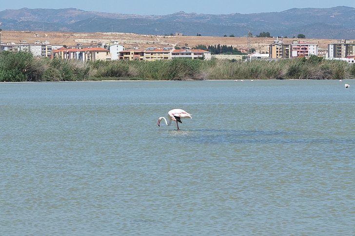 Flamingo, füsioloogilise lahuse, Quartu sant'elena, Sardiinia, vee