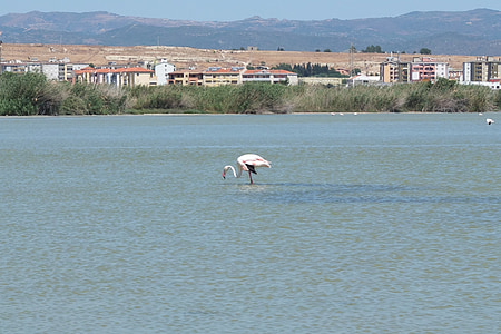 Flamingo, ser fiziologic, Quartu sant'elena, Sardinia, apa