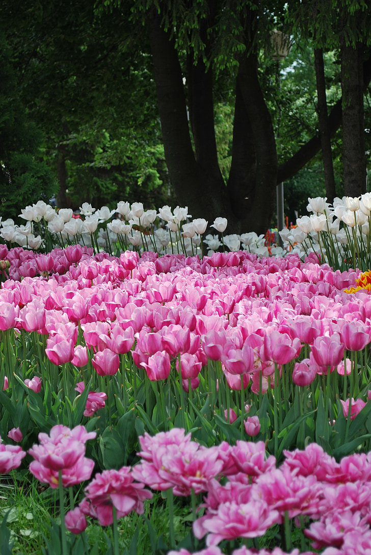 fleurs, tulipes, printemps, grassement