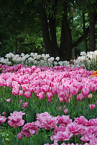 blomster, tulipaner, våren, vakkert