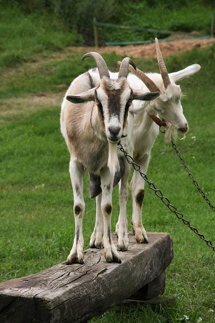 goats, goat, buck, nature, horn, goat head, village