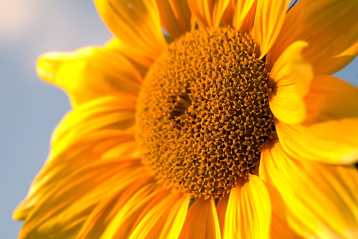 bunga matahari, kuning, Taman, bunga, berbunga, kelopak bunga matahari, langit