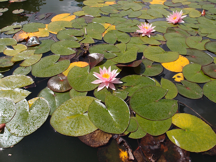 водна лилия, Лили, езерото, вода, природата, растителна, цвете