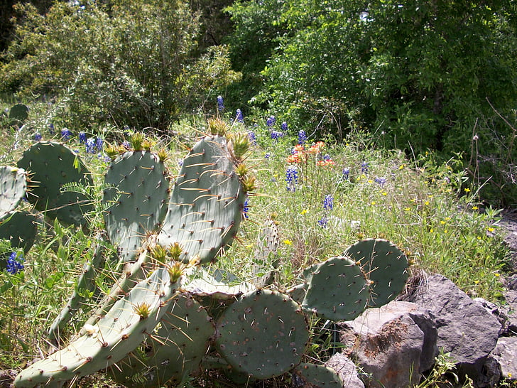 kaktus, sten, vilde blomster, landskab, naturlige, sommer, udendørs
