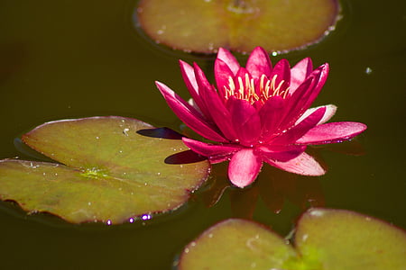 water lily, nature, aquatic plants, purple, nuphar lutea, blossom, bloom
