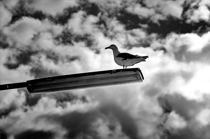 seagull, lamp, sky, bird, b w, waterfowl, street