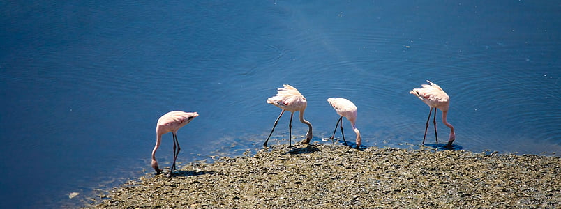 Flamingos, linnud, India, karja, vee
