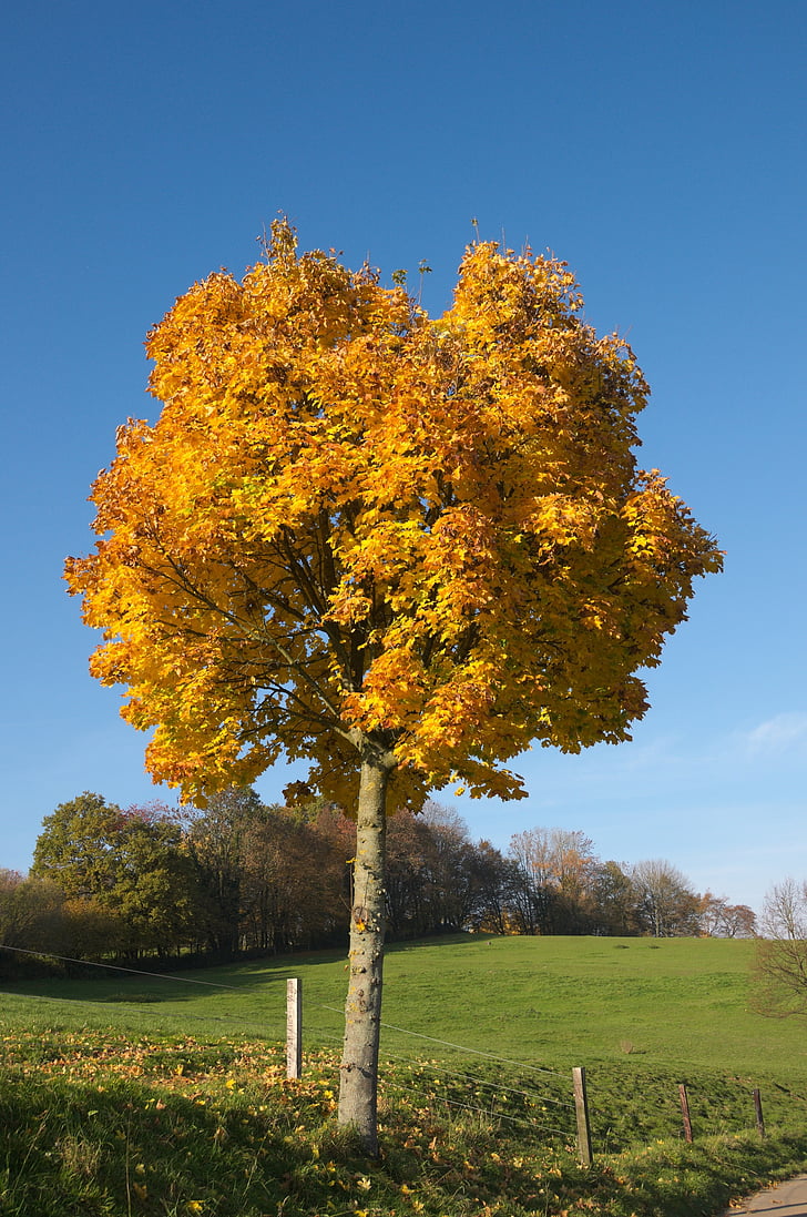 drvo, jesen, krajolik, Zlatna jesen, drvo u jesen, boje jeseni, Sunce