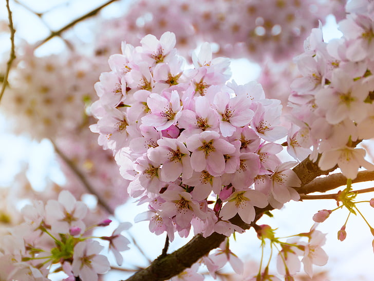 cseresznye virágok, rózsaszín, tavaszi, virágok, Bloom, cseresznye, zár