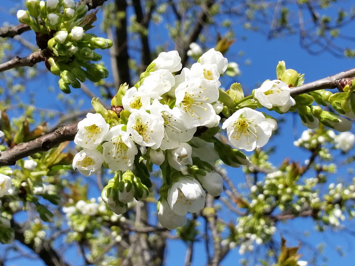 virág, Blossom, tavaszi, fehér, napsütés