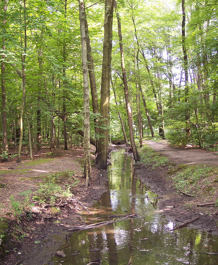 stream, creek, forest, green, nature, woods, water