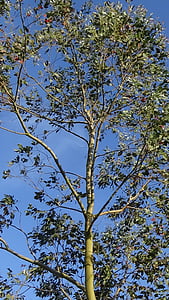 eucalipto, árvore, azul, céu, natureza, filial, ao ar livre
