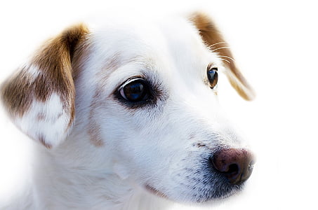 gyvūnų, gyvūnų fotografija, detalus vaizdas, mielas, šuo, naminių gyvūnėlių, šuniukas