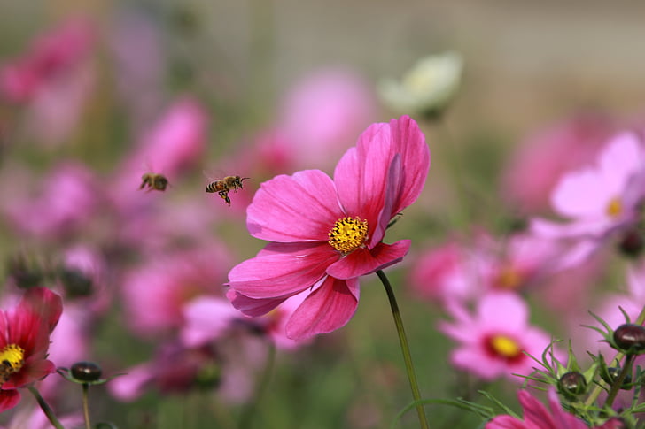 flor, abelha, Quentin Costa, jardim, natureza, cor-de-rosa, cabeça de flor