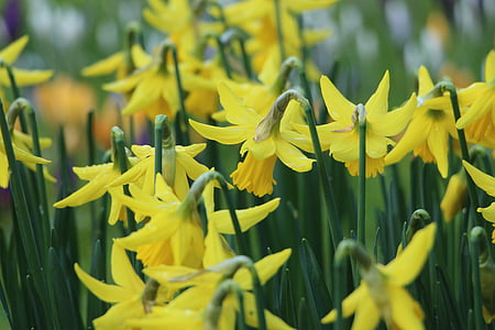 forår, påskeliljer, marts, april, opmærksomhed, felt, gul