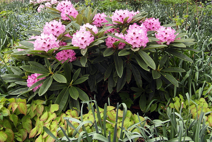 Rhododendron, Blossom, Bloom, vaaleanpunainen, Bush
