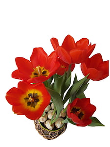 tulipany, czerwony, wiosna, Bloom, kwiat, Otwórz, na białym tle
