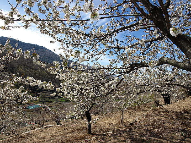 landscape, cherry trees, sky, mountain, blue, white