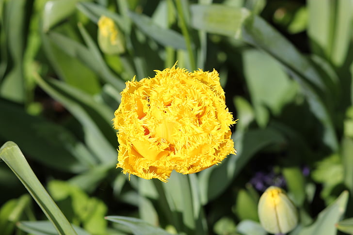 tulipano, Floralia, fiore, primavera
