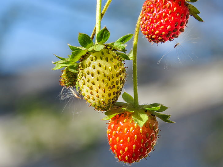 three, strawberries, photo, red, plant, strawberry, growth