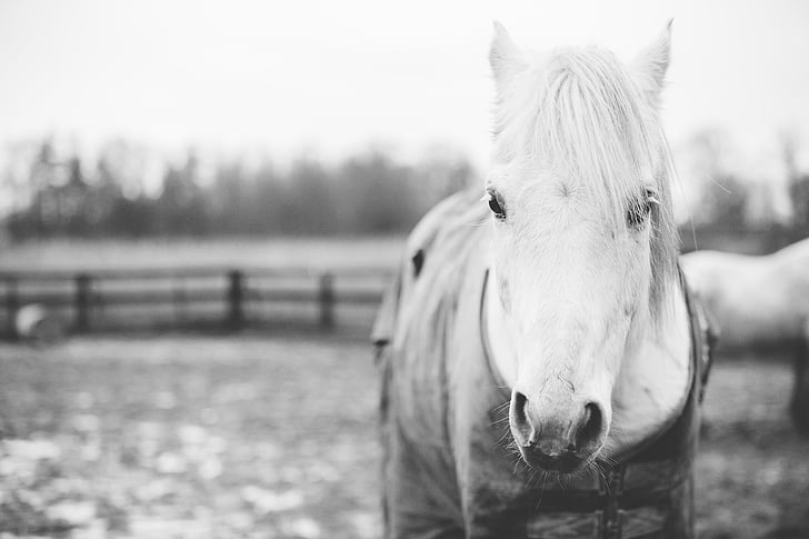 grayscale, photo, horse, one animal, domestic animals, animal themes, focus on foreground