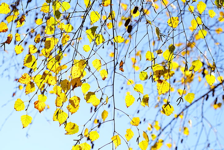 Birk, efterår blade, efterår, æstetiske, grene, blade, efterår blade