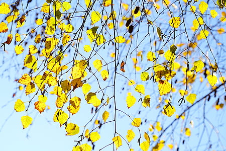 Huş ağacı, sonbahar yaprakları, Sonbahar, estetik, dalları, yaprakları, sonbahar yaprakları