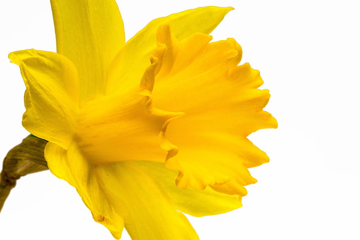 Narcissus pseudonarcissus, Narcissus, Daffodil, ostergloeckchen, waktu berbunga, Paskah, narcissus tidak benar