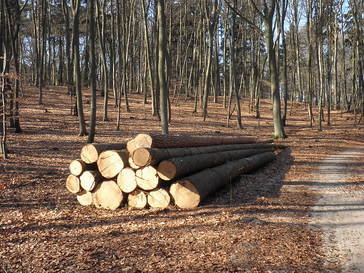 madera, troncos de madera, preocupaciones, madera aserrada, registro, bosque