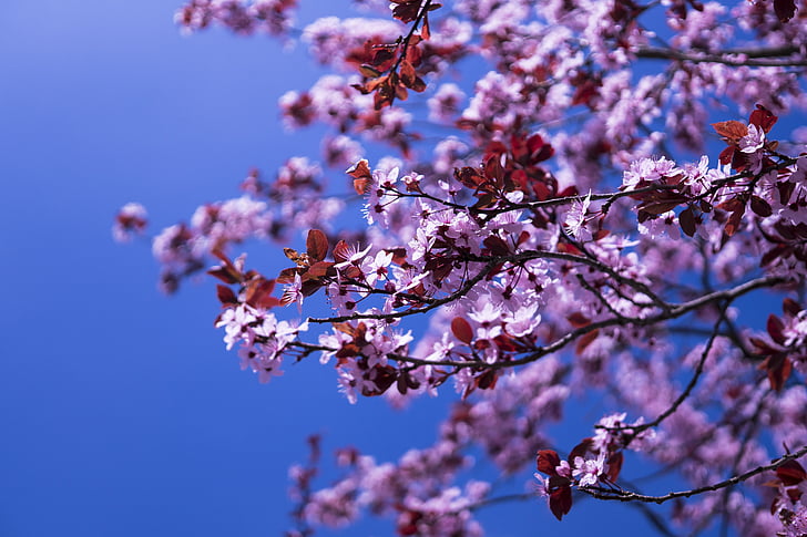 cirera japonesa, flors, Rosa, primavera, flor del cirerer, tancar, planta
