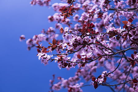 japanilainen kirsikka, kukat, vaaleanpunainen, kevään, kirsikankukka, Sulje, kasvi